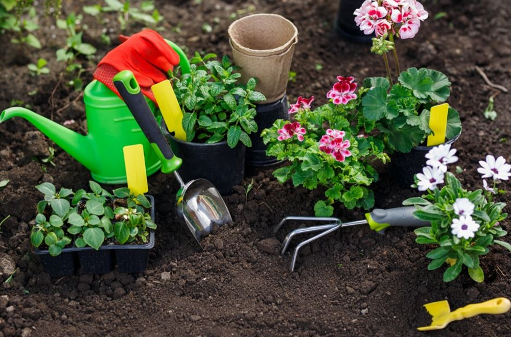 Five Tips for Gardening