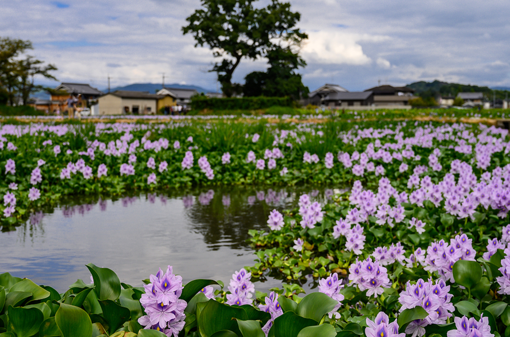 Four Beautiful Water Plants