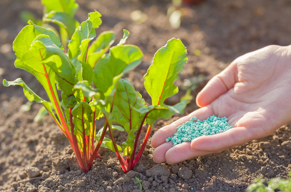 Four Main Plant Fertilizer